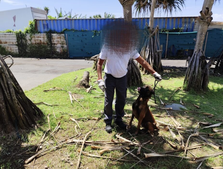 Errance animale - interventions