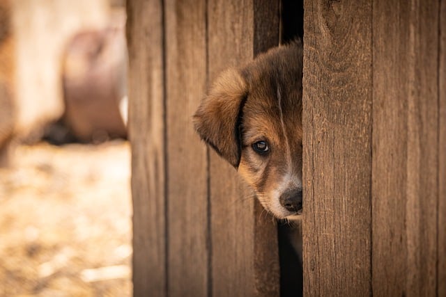 Adoption - associations partenaires