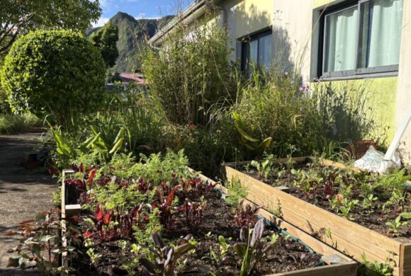 Les jardins potagers prennent vie à l’école Zulmé Pinot à La Plaine des Palmistes