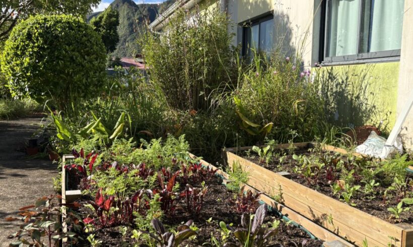 Les jardins potagers prennent vie à l’école Zulmé Pinot à La Plaine des Palmistes