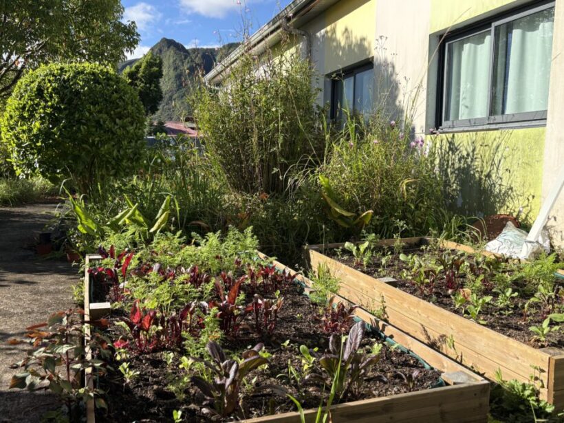 Les jardins potagers prennent vie à l’école Zulmé Pinot à La Plaine des Palmistes